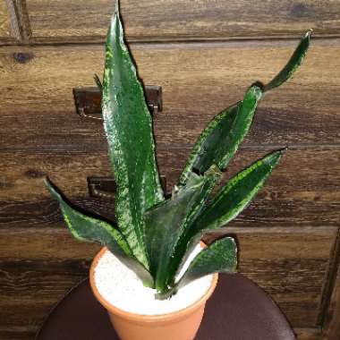 Sansevieria trifasciata 'Whitney'