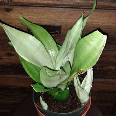 Sansevieria Moonshine