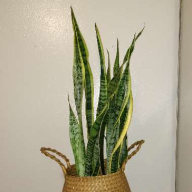 Sansevieria trifasciata var. laurentii