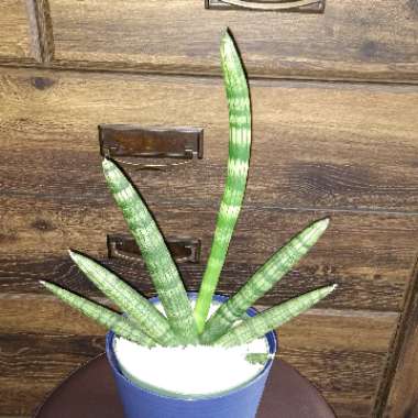 Sansevieria cylindrica 'Boncel'