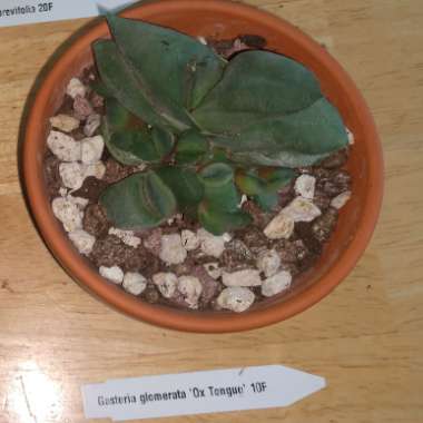 Gasteria Glomerata