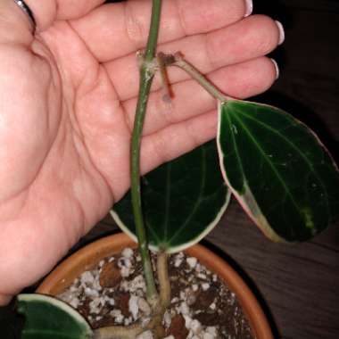 Hoya Macrophylla Albomarginata