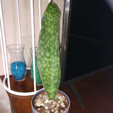 Sansevieria masoniana