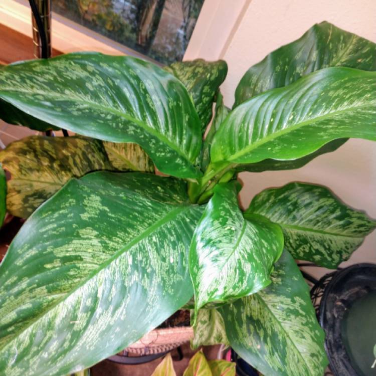 Plant image Dieffenbachia Maculata 'Tropical Tiki'