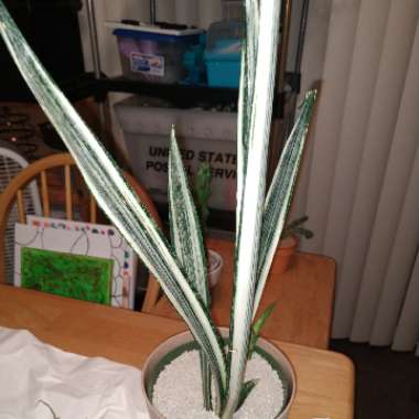 Sansevieria trifasciata 'Bantel's Sensation'