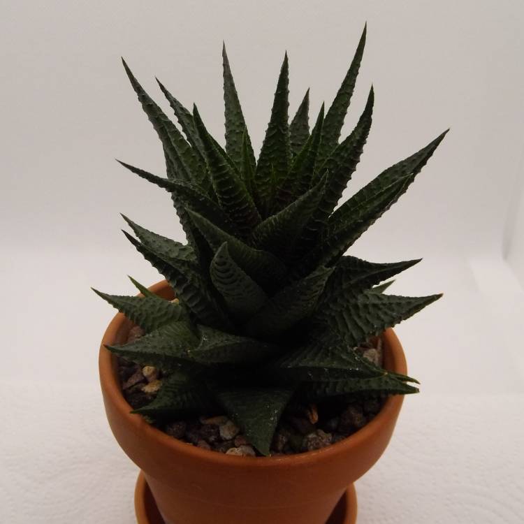 Plant image Haworthia limifolia ‘Fairy Washboard'