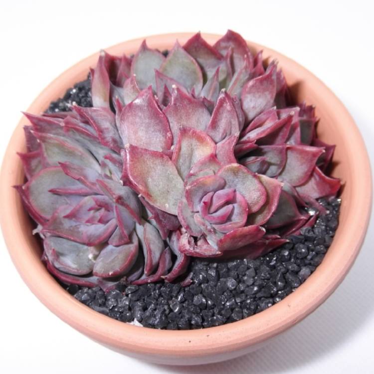 Plant image Echeveria Dark Ice