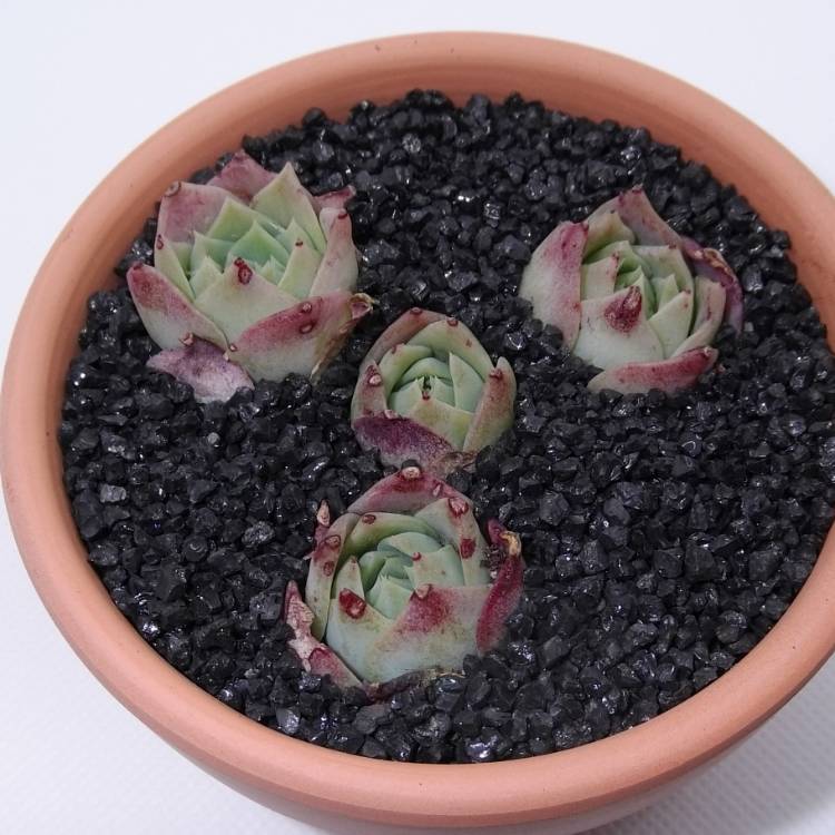 Plant image xGraptoveria Jadeíta