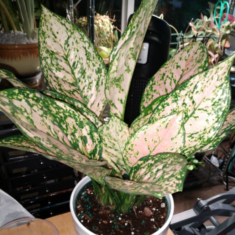 Plant image Aglaonema commutatum Eileen