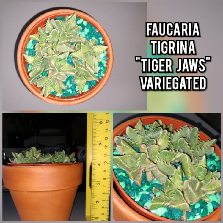 Plant image Faucaria tigrina variegata