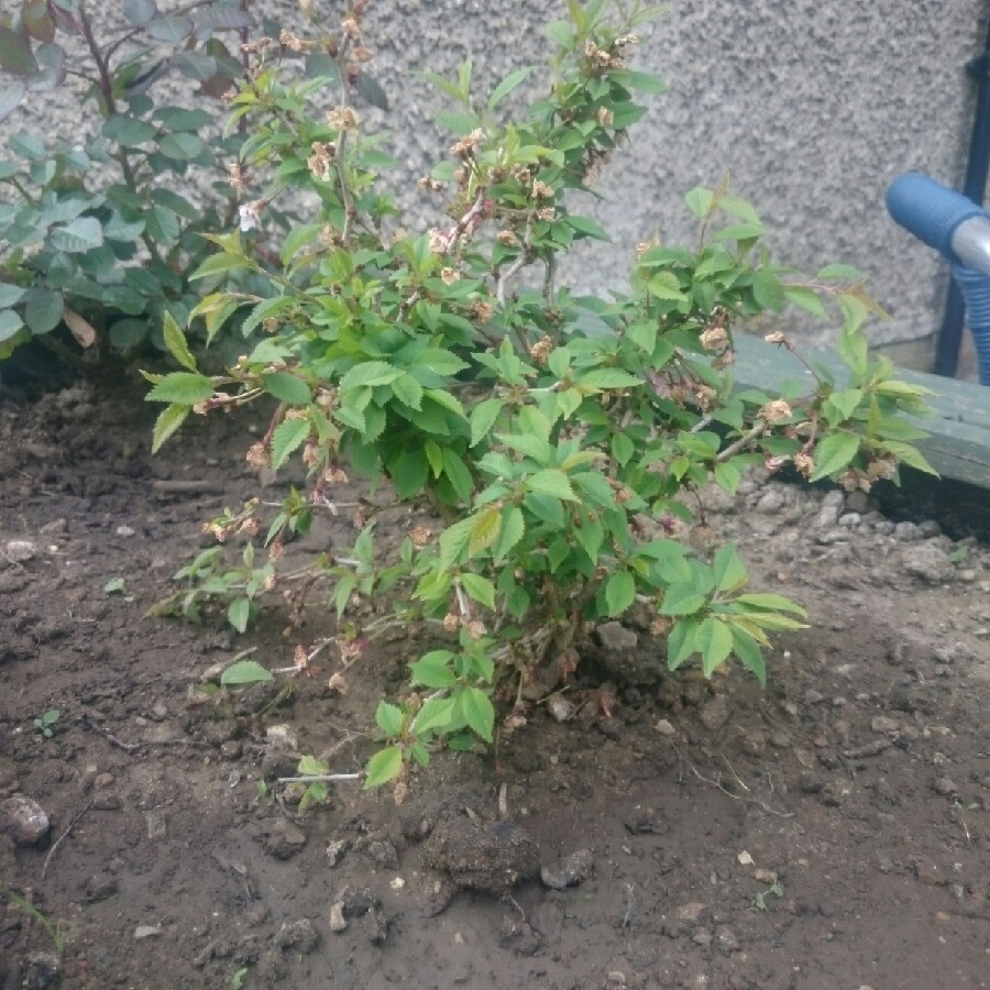 Flowering Cherry 'Kojo-no-mai'