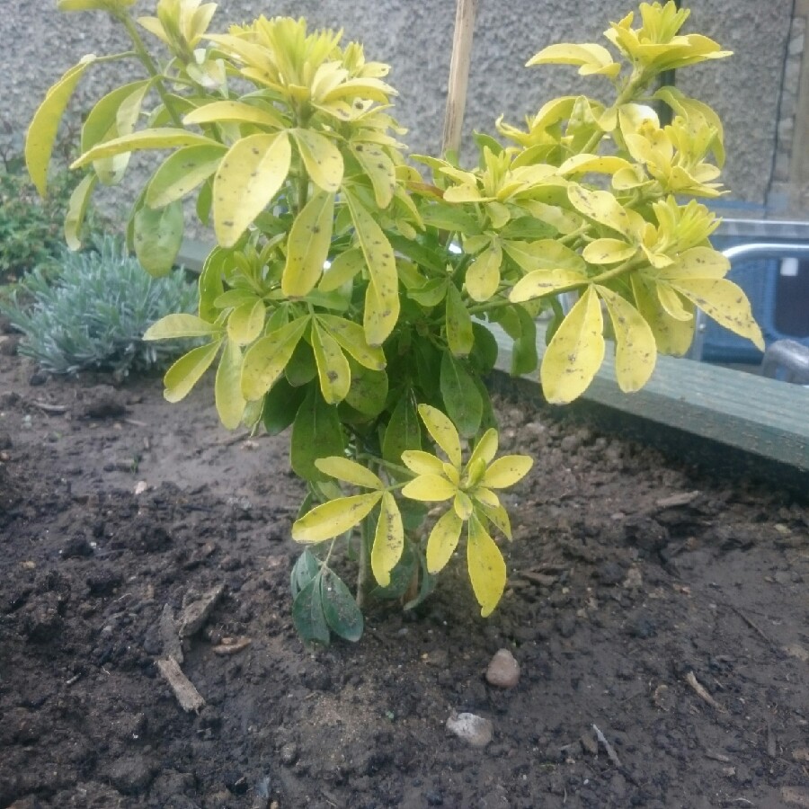 Golden Mexican Orange Blossom 'Sundance'