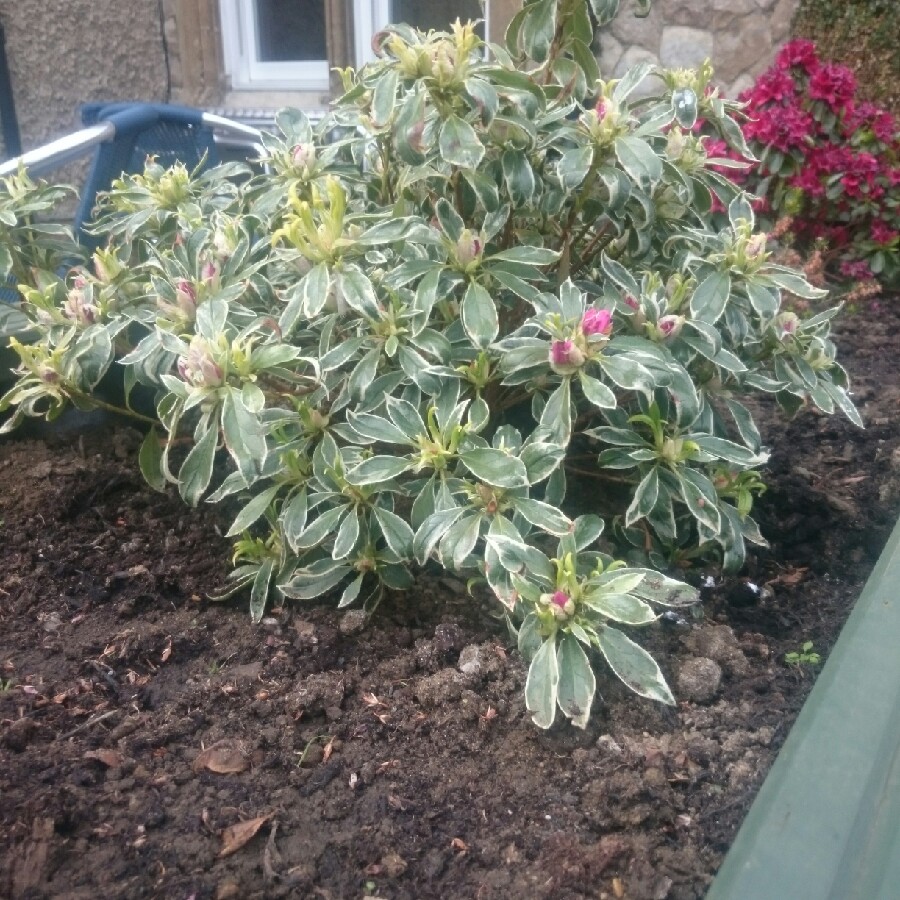 Azalea 'Silver Queen'