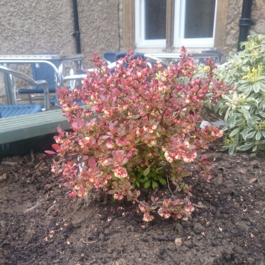 Japanese Barberry 'Rose Glow'