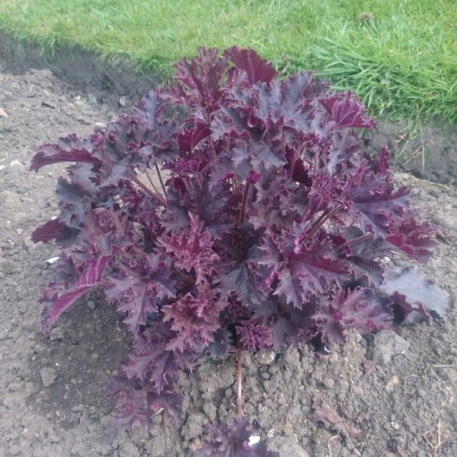 Alumroot 'Purple Petticoats'