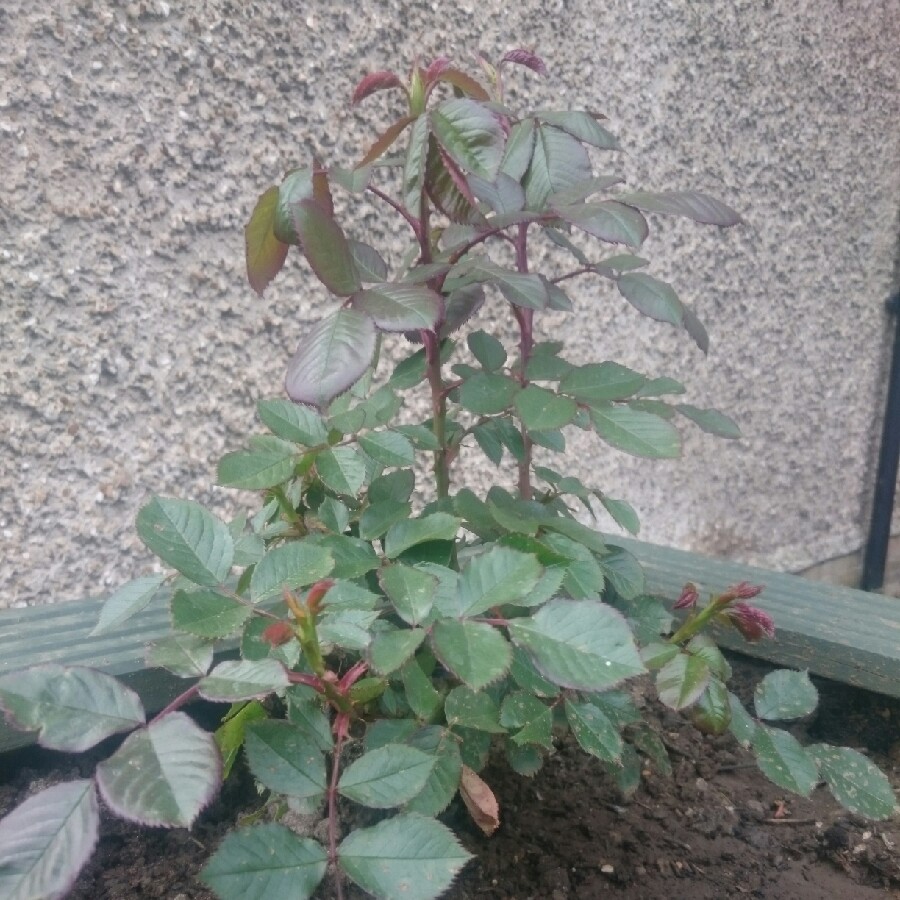 Rose 'The Generous Gardener' (Shrub)