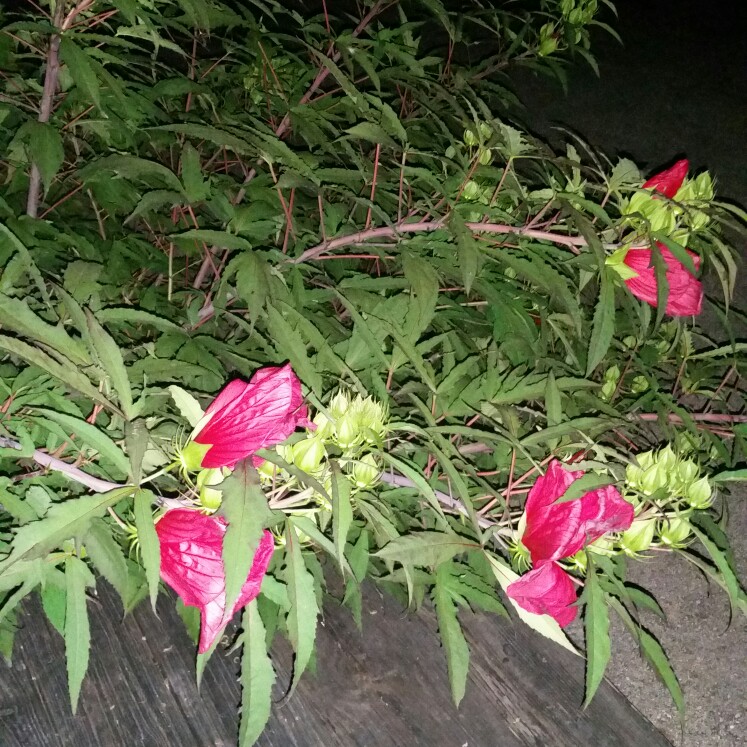 Plant image Hibiscus coccineus