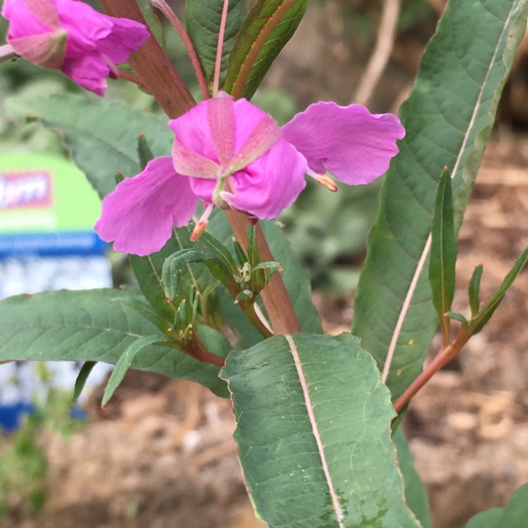 Plant image Impatiens glandulifera