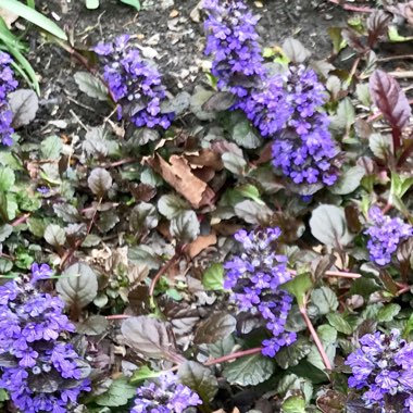 Bugle 'Black Scallop'