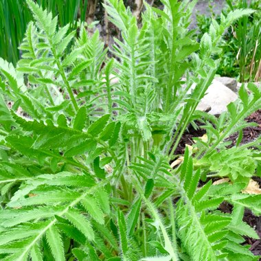 Oriental Poppy 'Beauty of Livermere'