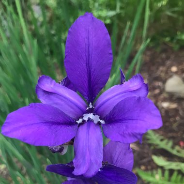 Dutch Iris 'Sapphire Beauty'