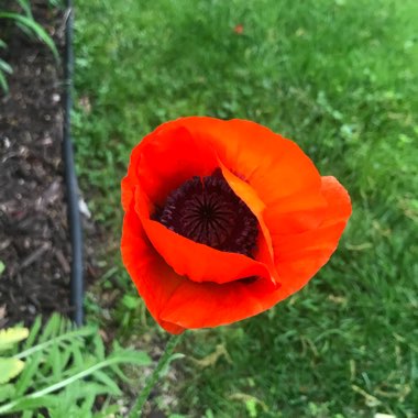 Oriental Poppy 'Beauty of Livermere'