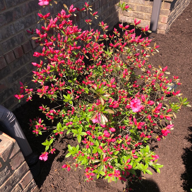 Plant image Rhododendron 'Cary Ann'