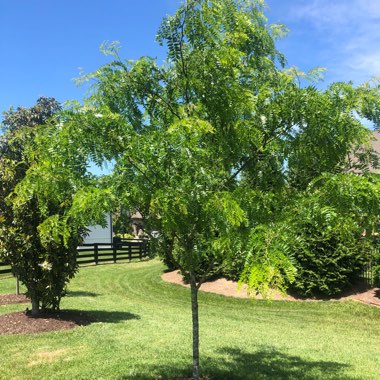 Silk Tree 'Summer Chocolate'