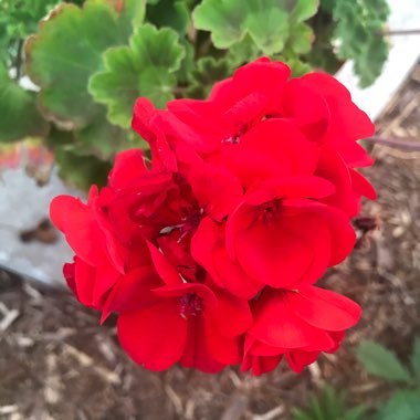 Pelargonium 'Duebezre' (Big EEZE Series) syn. Pelargonium 'Big EEZE Red'