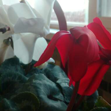 Florist's Cyclamen 'Sterling Scarlet'