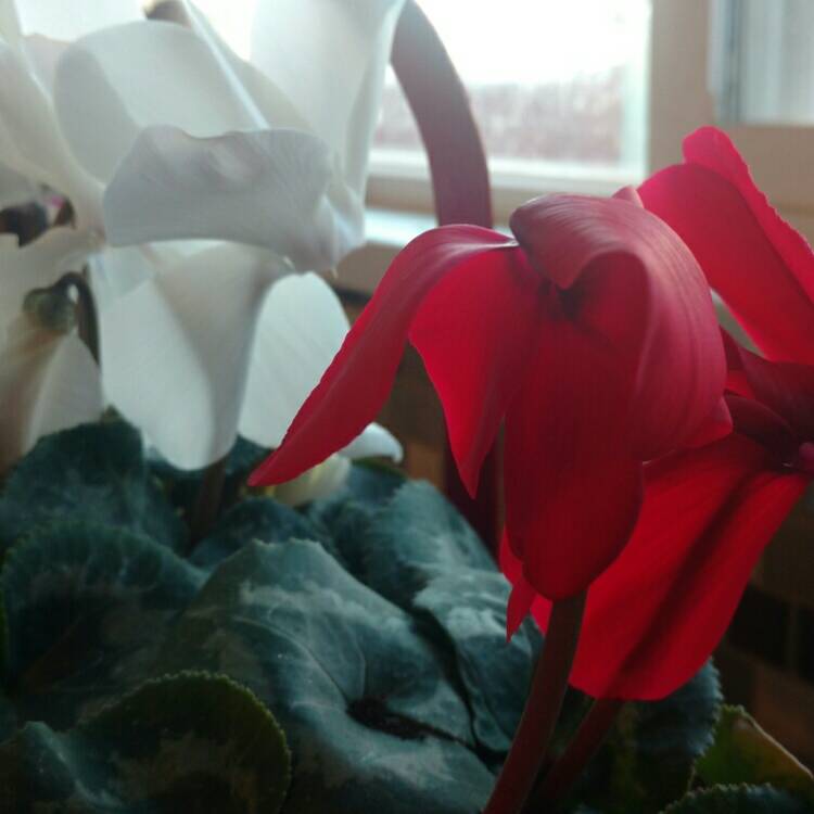 Plant image Cyclamen 'Sterling Scarlet' (Sterling Series)