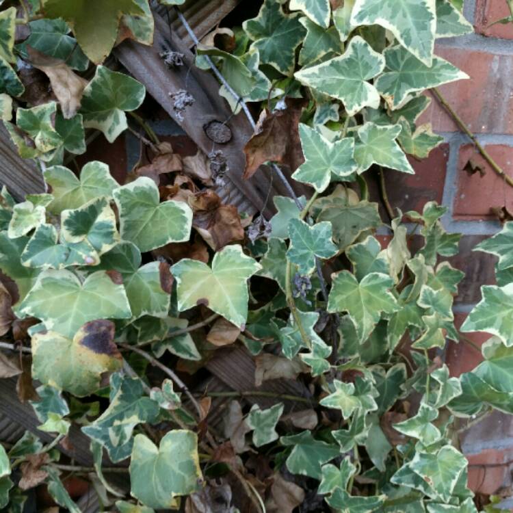 Plant image Hedera helix 'Yellow Ripple'