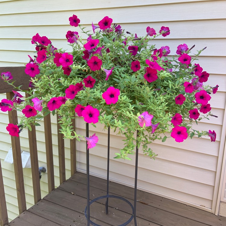 Plant image Petunia Fanfare 'Creme de Cassis'