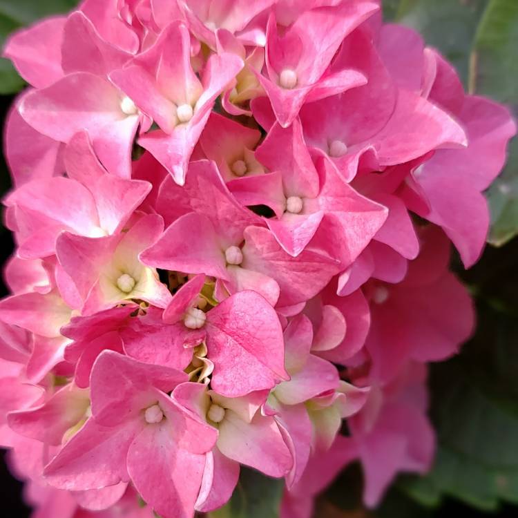 Plant image Hydrangea macrophylla 'Taube'