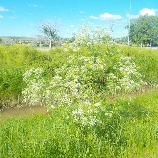 Plant image Anthriscus sylvestris