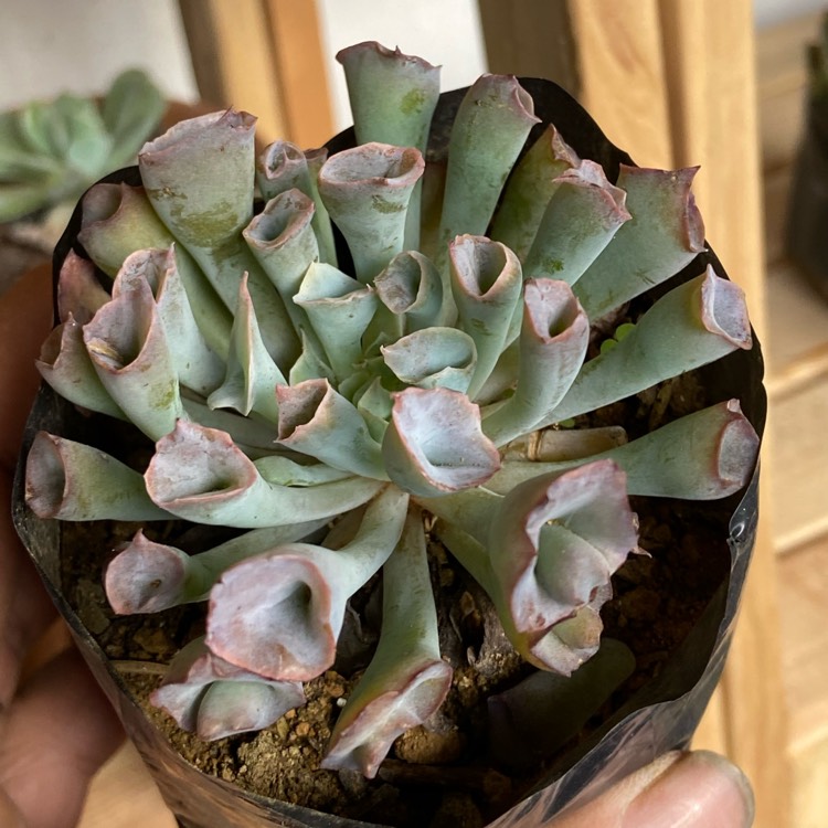 Plant image Echeveria Pinky Trumpet