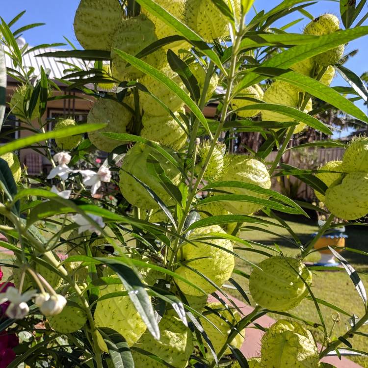 Plant image Gomphocarpus 'Hairy Balls'