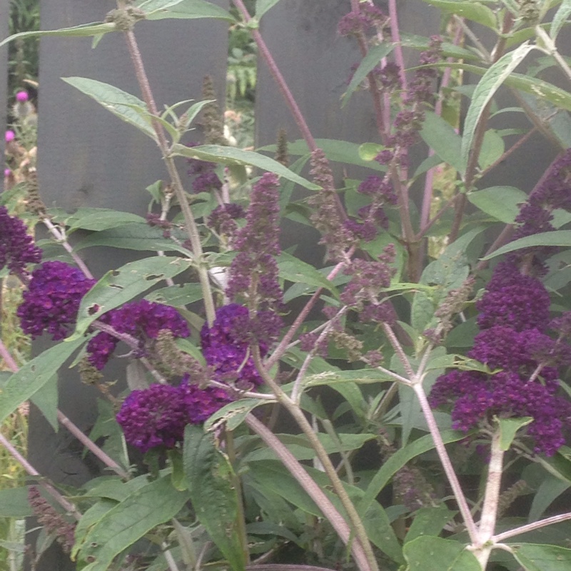 Plant image Buddleja 'Hinebud4' syn. Buddleja 'Dreaming Purple'