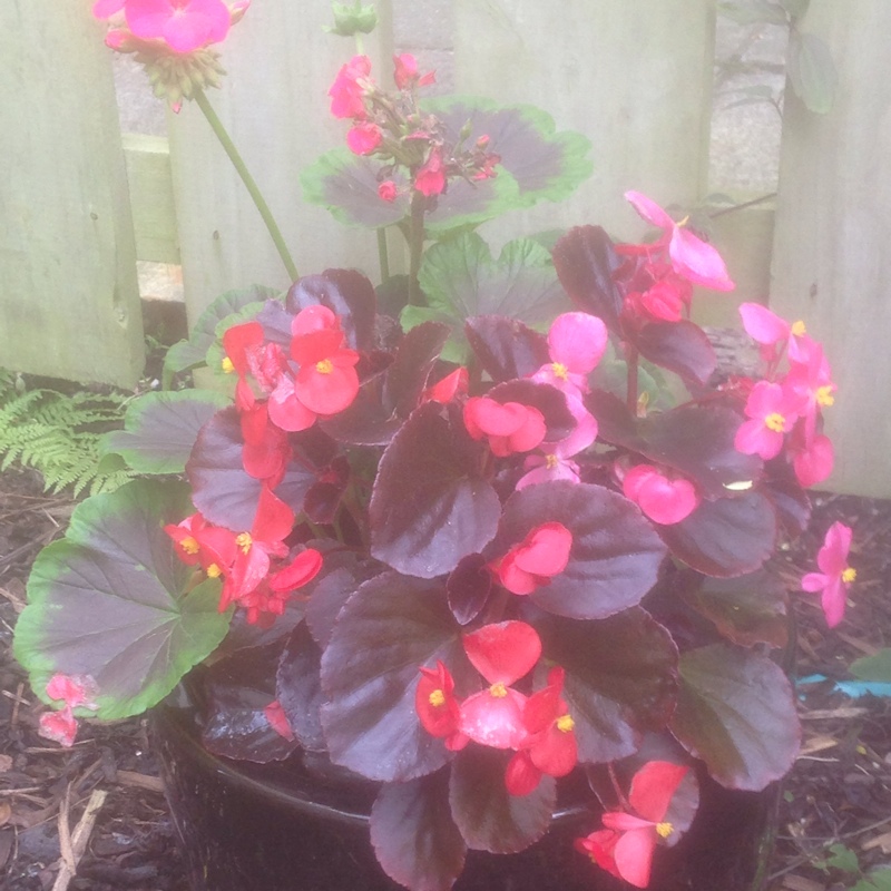 Plant image Pelargonium 'Royal Surprise'