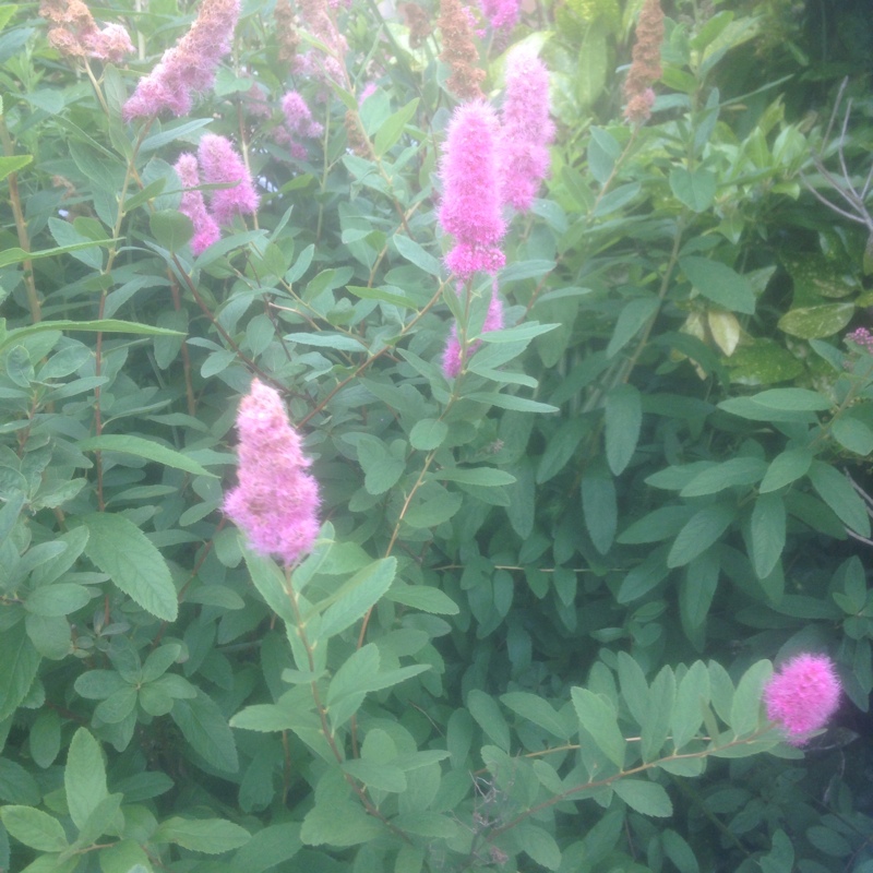 Plant image Astilbe simplicifolia 'Sprite'