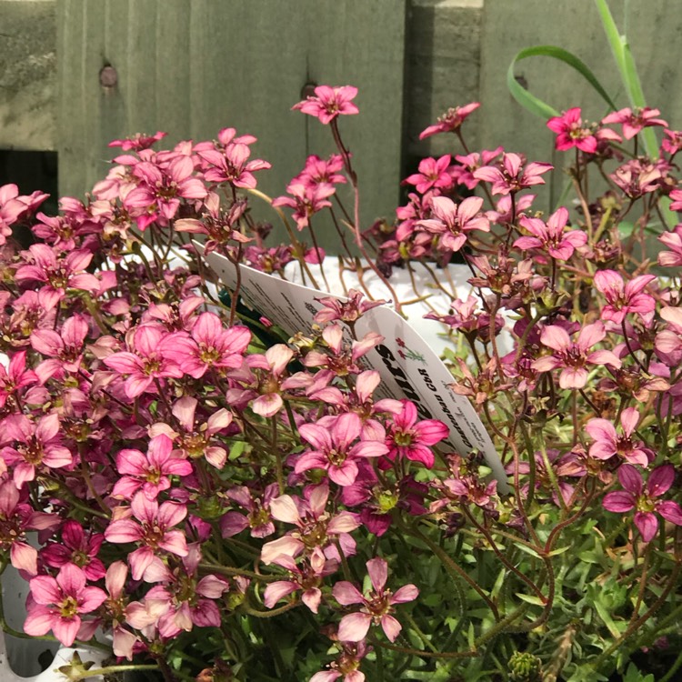 Plant image Saxifraga 'Pink'