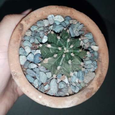 Gymnocalycium stenopleurum