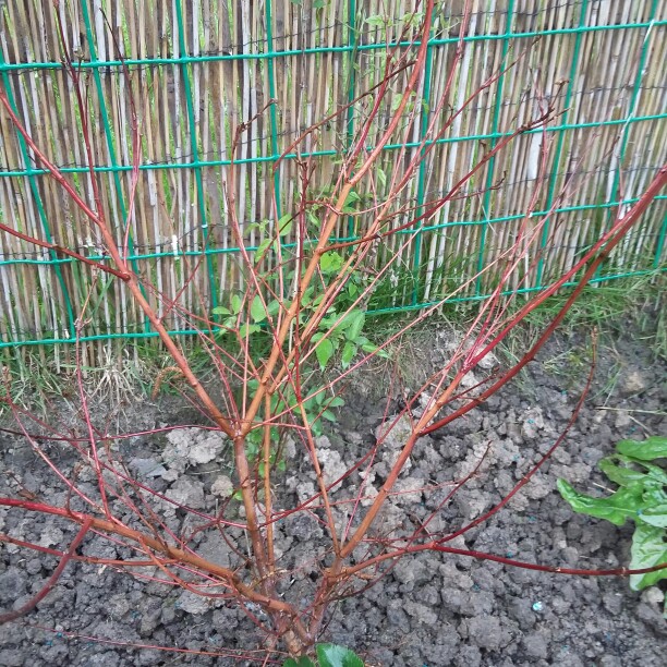 Japanese Maple 'Katsura'