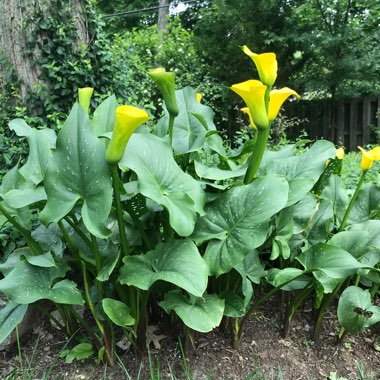 Calla Lily