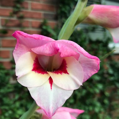 Gladiolus 'Michelle'