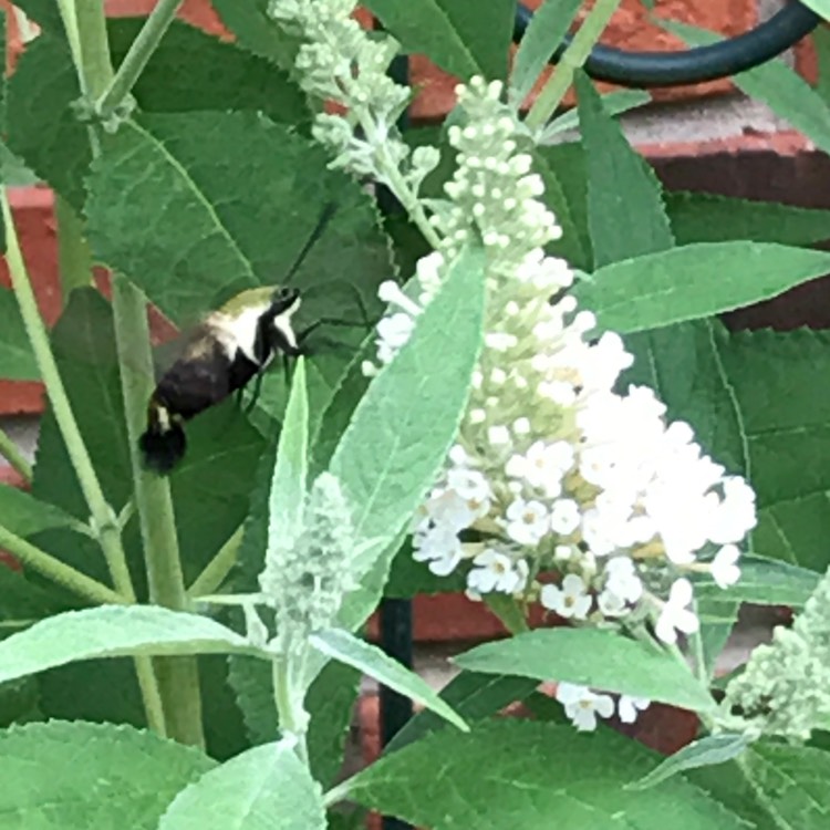 Plant image Buddleja 'Hinebud3' syn. Buddleja 'Dreaming White'