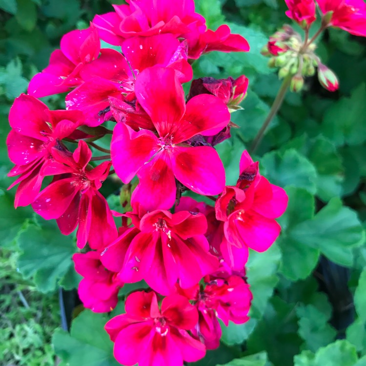 Plant image Pelargonium 'Pinktastic'