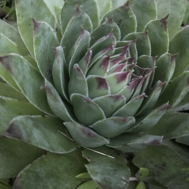 Plant image Sempervivum Tectorum Oddity