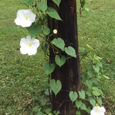 Datura wrightii