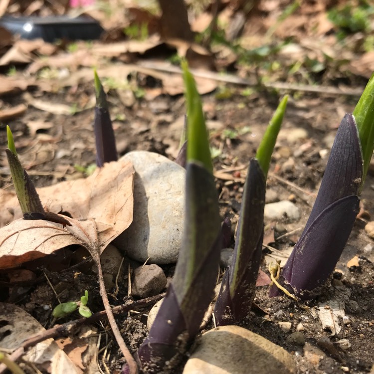 Plant image Hosta 'Blue Angel'